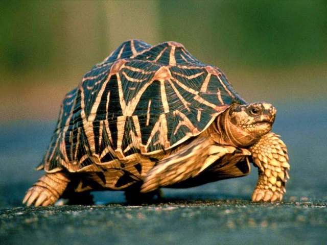 Все о черепахах в Змеиногорске | ЗооТом портал о животных
