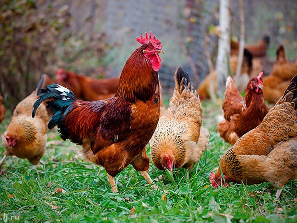 Породы куриц | ЗооТом - продажа, вязка и услуги для животных в Змеиногорске