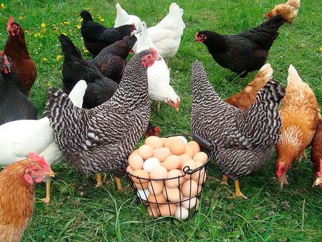 Содержание кур и уход за ними | ЗооТом - продажа, вязка и услуги для животных в Змеиногорске
