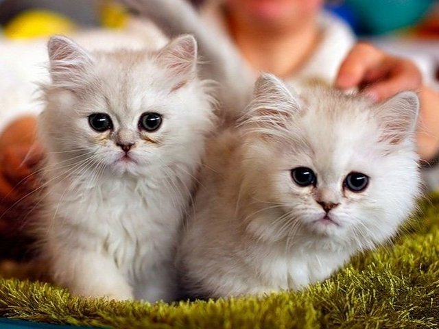 Породы кошек в Змеиногорске | ЗооТом портал о животных