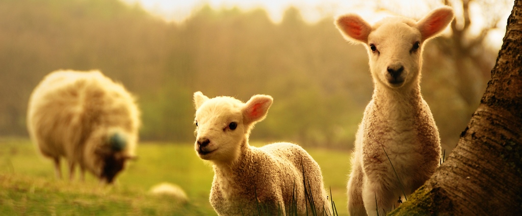 Объявления о сельскохозяйственных животных | ЗооТом - продажа, вязка и услуги для животных в Змеиногорске