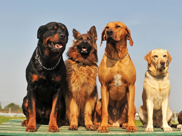 Крупные породы собак в Змеиногорске | ЗооТом портал о животных