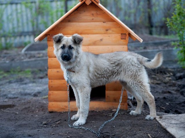 Все о собаках в Змеиногорске